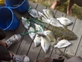 jims-catch-june-10