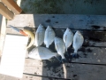 bream-and-whiting-july-10